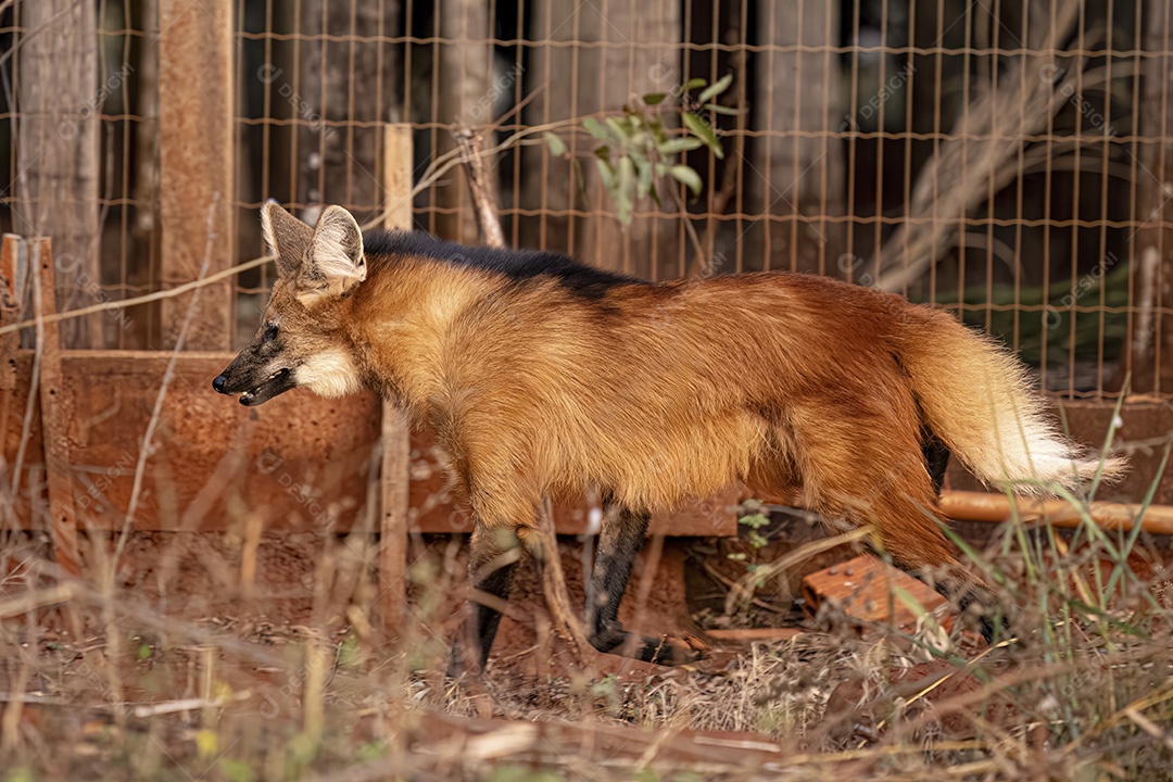 Animal Lobo Guará da espécie Chrysocyon brachyurus