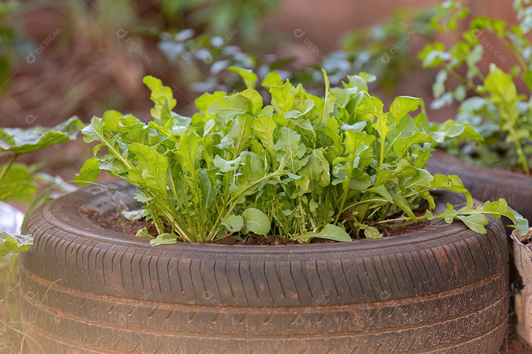Planta alface vegetal da espécie Lactuca sativat