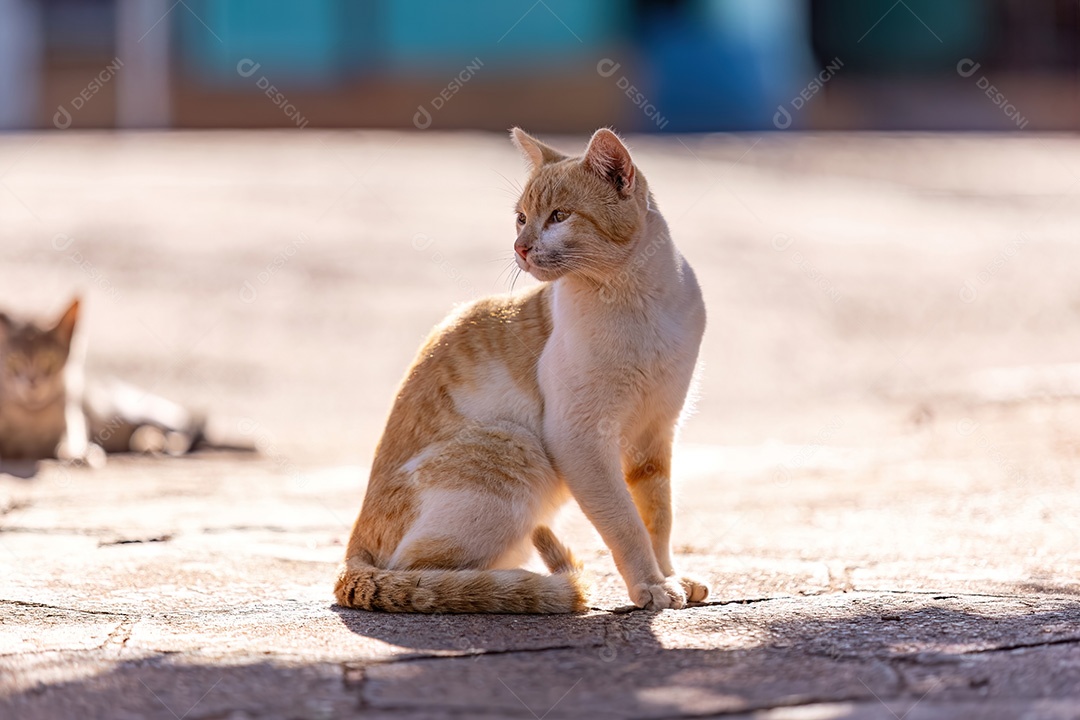 Pequeno gato doméstico em close com foco seletivo