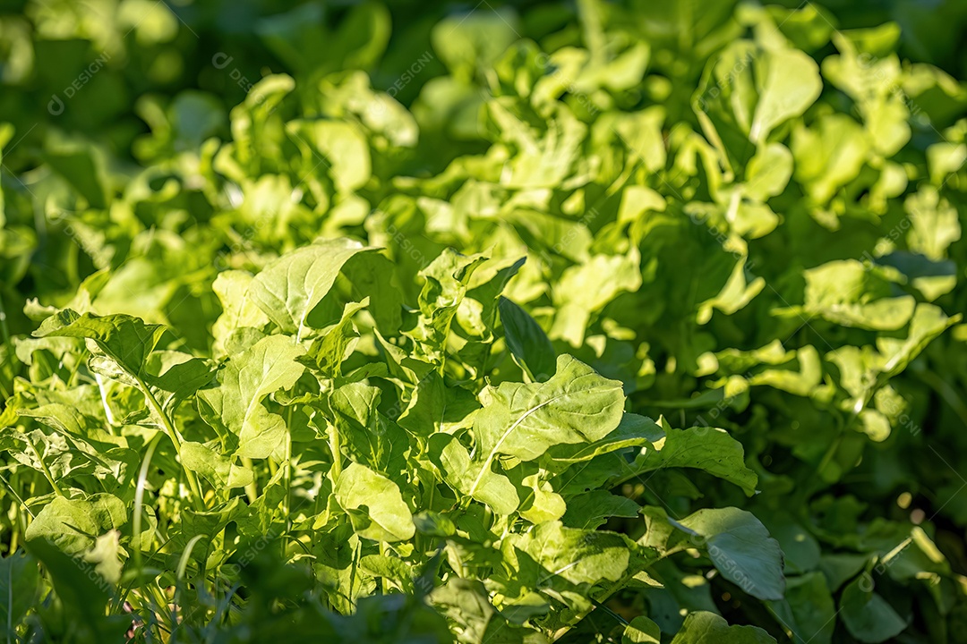 Pequena planta vegetal em uma horta