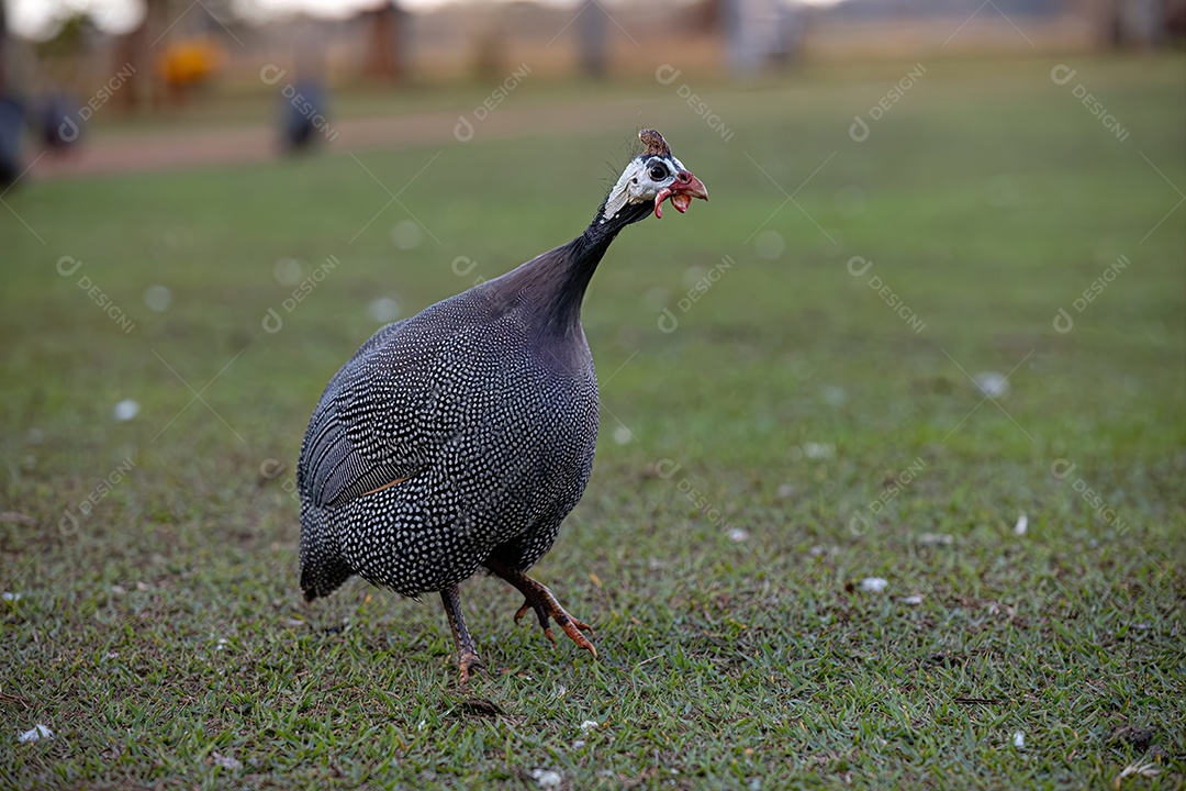 Animal de fazenda de pintadas