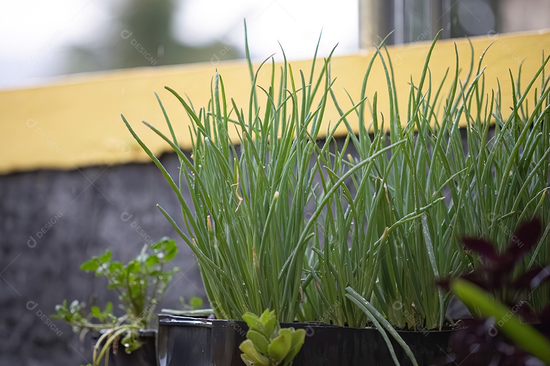 Plantas de cebolinha em vaso de plástico em um jardim molhado após garoa