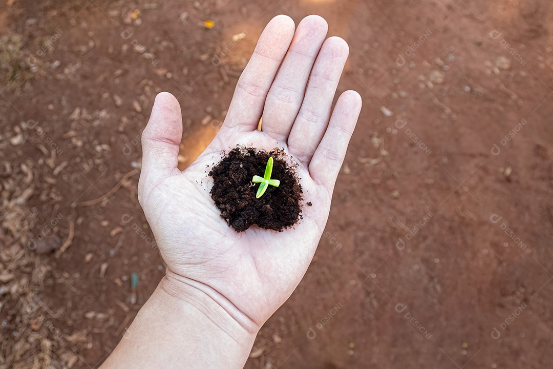 Branca limpa aberta com solo e planta de mudas
