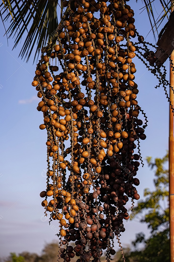 Frutos da palmeira buriti com foco seletivo