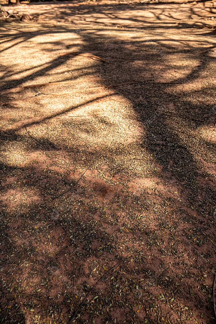 Fundo de chão de terra com várias pequenas folhas secas caídas