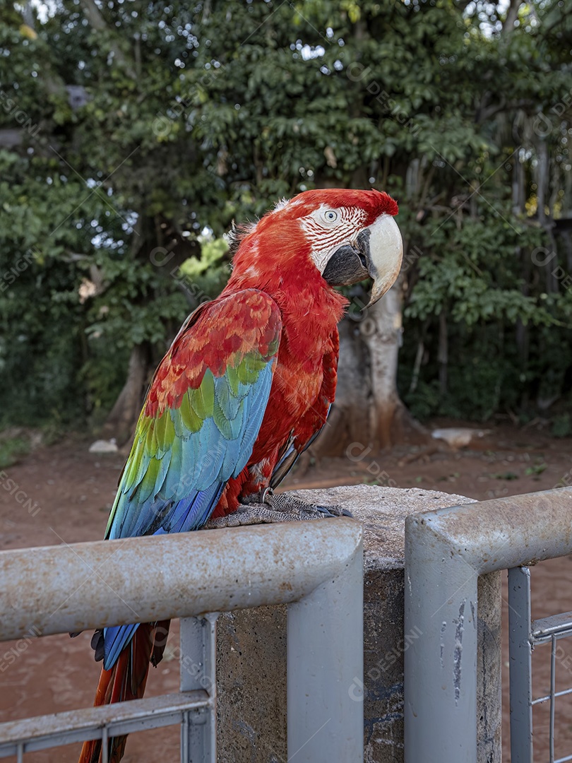 Arara vermelha e verde adulta da espécie Ara chloropterus