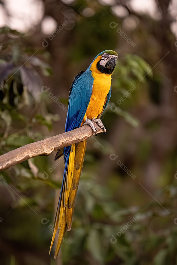 Arara-azul-e-amarela adulta da espécie Ara ararauna