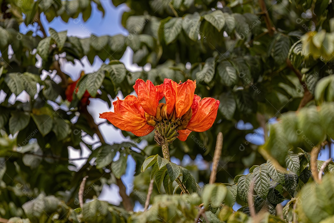 Flor de tulipa africana da espécie Spathodea campanulata