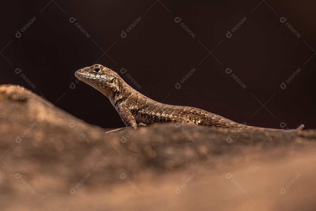 Pequeno lagarto terrestre do gênero Tropidurus