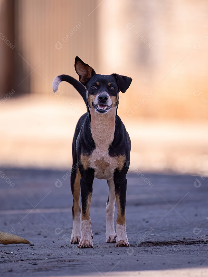 Animal mamífero pequeno cachorro fofo na rua