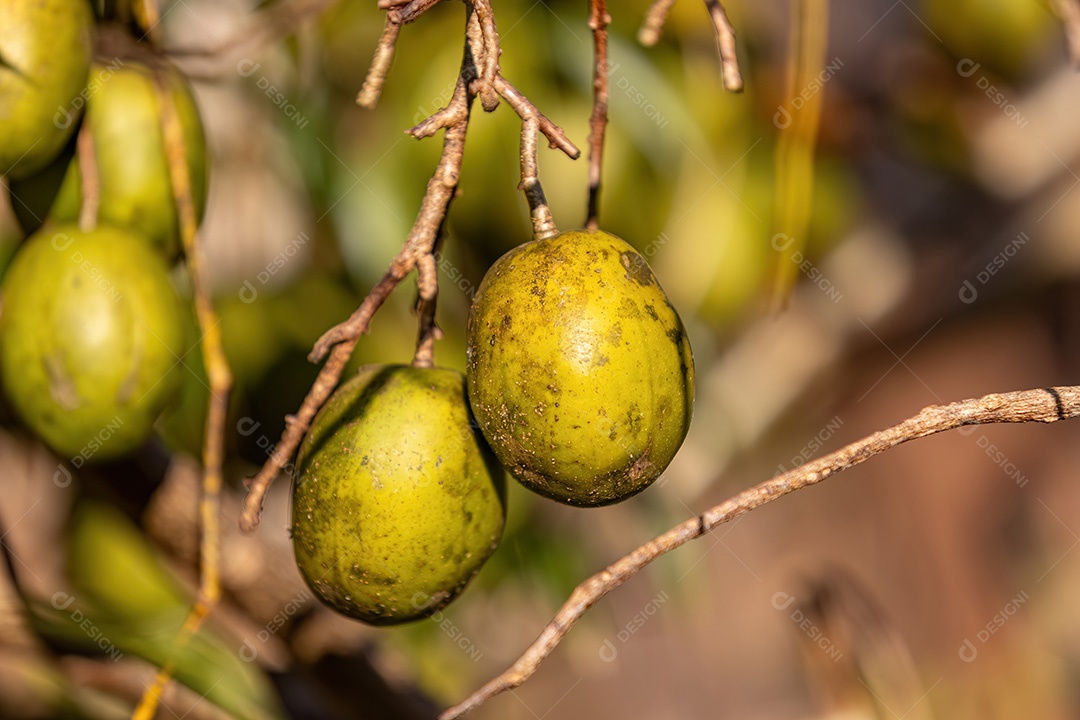 Fruto da árvore Mombins do gênero Spondias