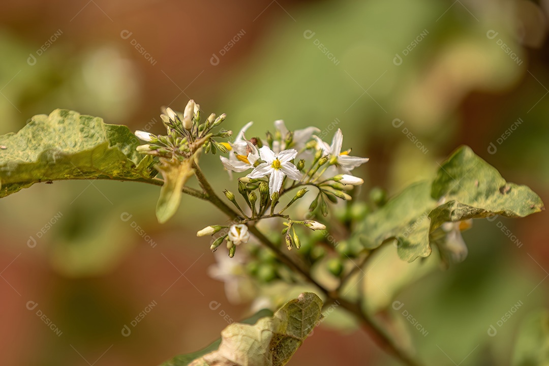 Planta com flores da espécie Solanum torvum comumente conhecida como jurubeba, uma erva-moura comum em quase todo o Brasil