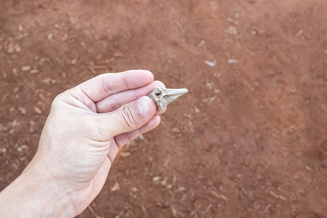 Mão branca segurando um pequeno pedaço de fóssil