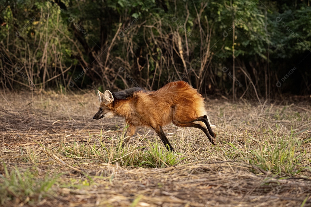 Animal Lobo Guará da espécie Chrysocyon brachyurus