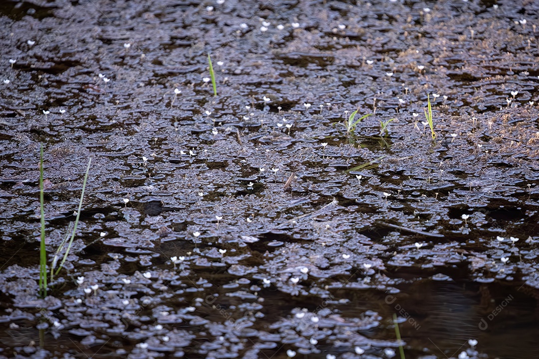 Foco seletivo de pequenas flores brancas sobre um lago