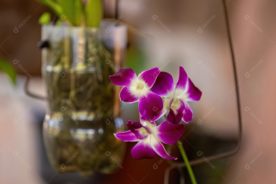 Orquídea com flores pequenas do gênero Dendrobium