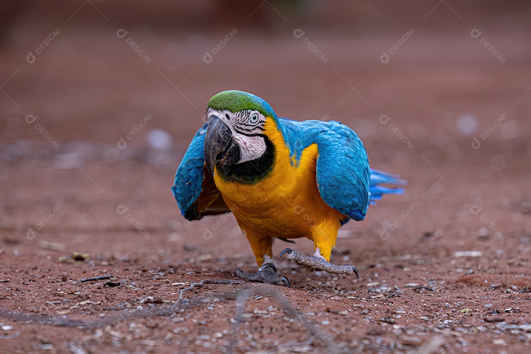 Arara-azul-e-amarela adulta da espécie Ara ararauna