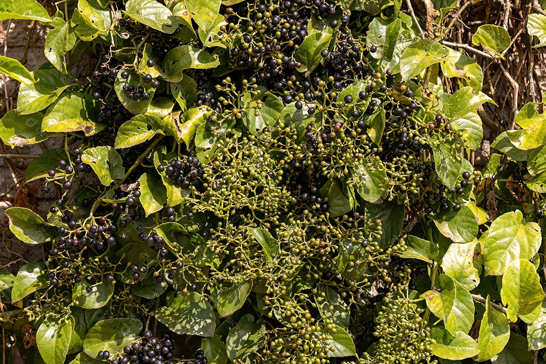Planta frutífera de uva gambá da espécie Cissus verticillata