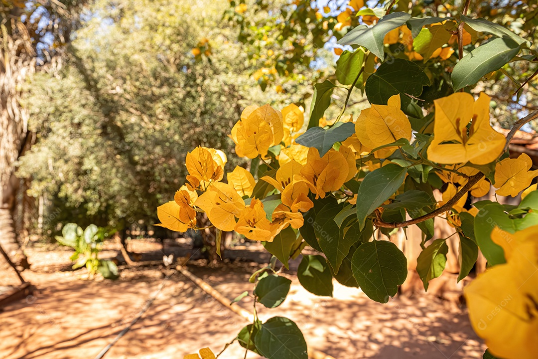 Flores de plantas ornamentais do gênero Bougainvillea