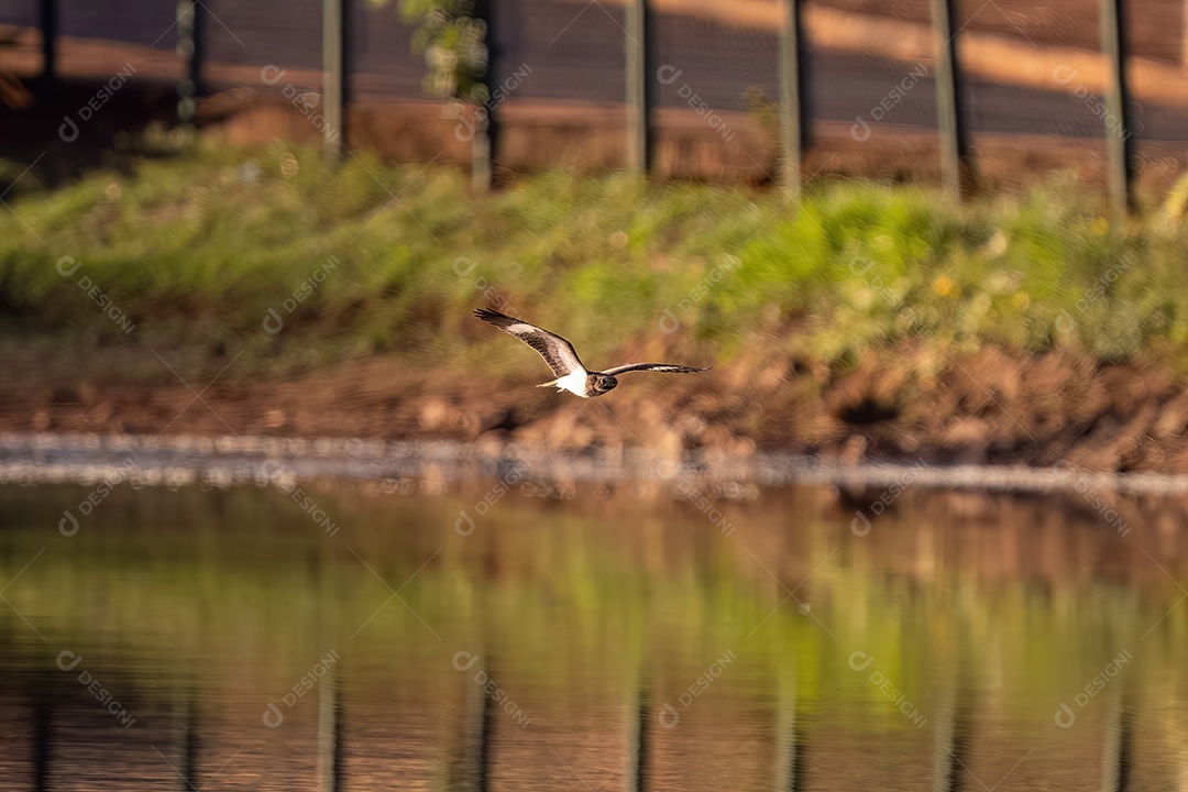 Animal Nacunda Nighthawk da espécie Chordeiles nacunda em mosca