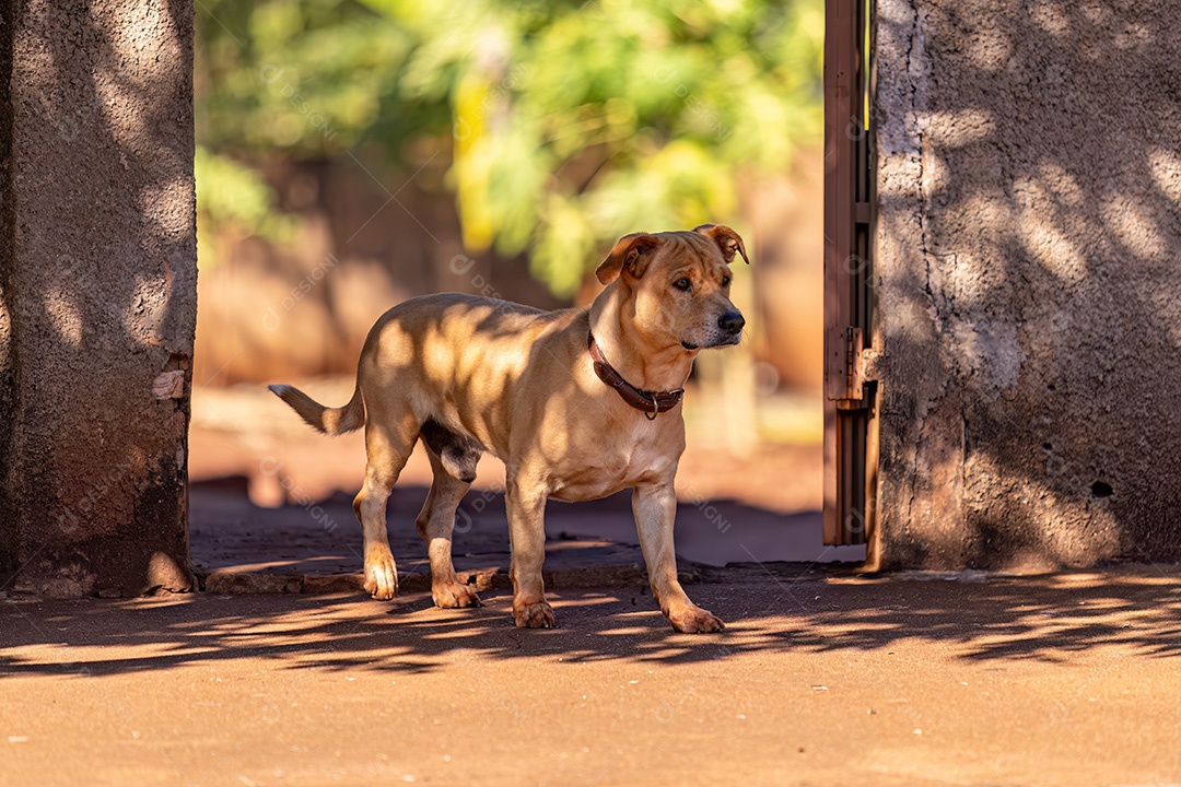 Cão mamífero animal na calçada em frente a um portão