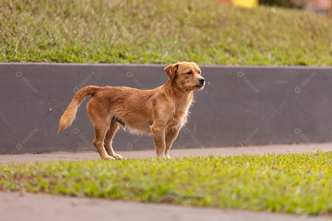 Animal mamífero canino cachorro vadio andando