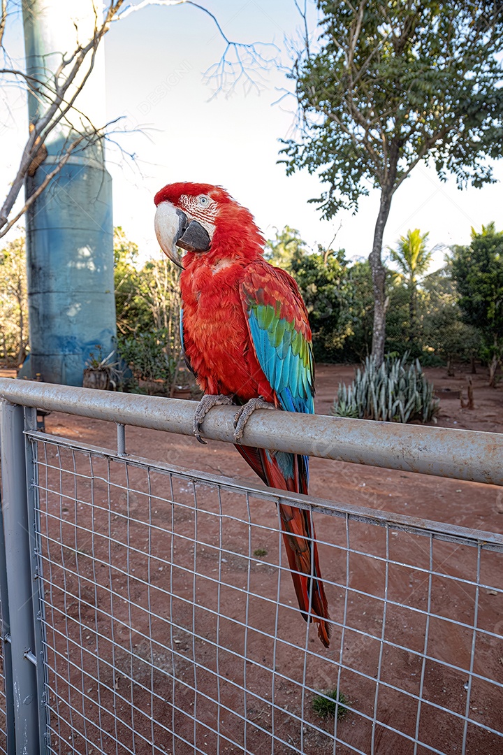 Arara vermelha e verde adulta da espécie Ara chloropterus