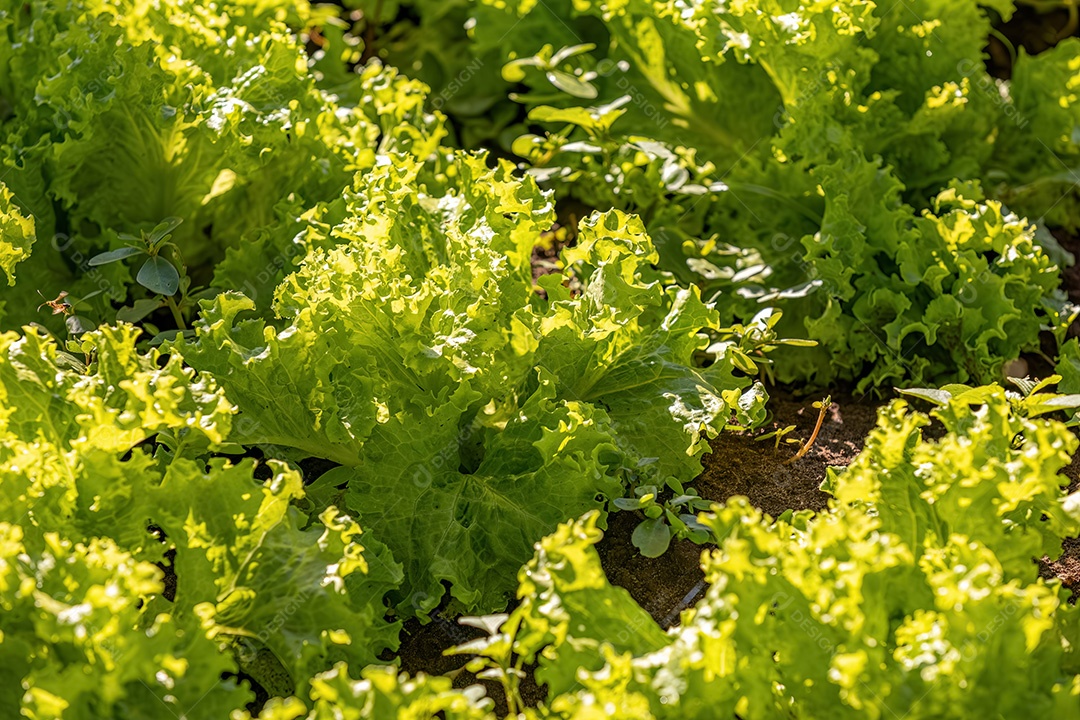 Planta alface vegetal da espécie Lactuca sativat