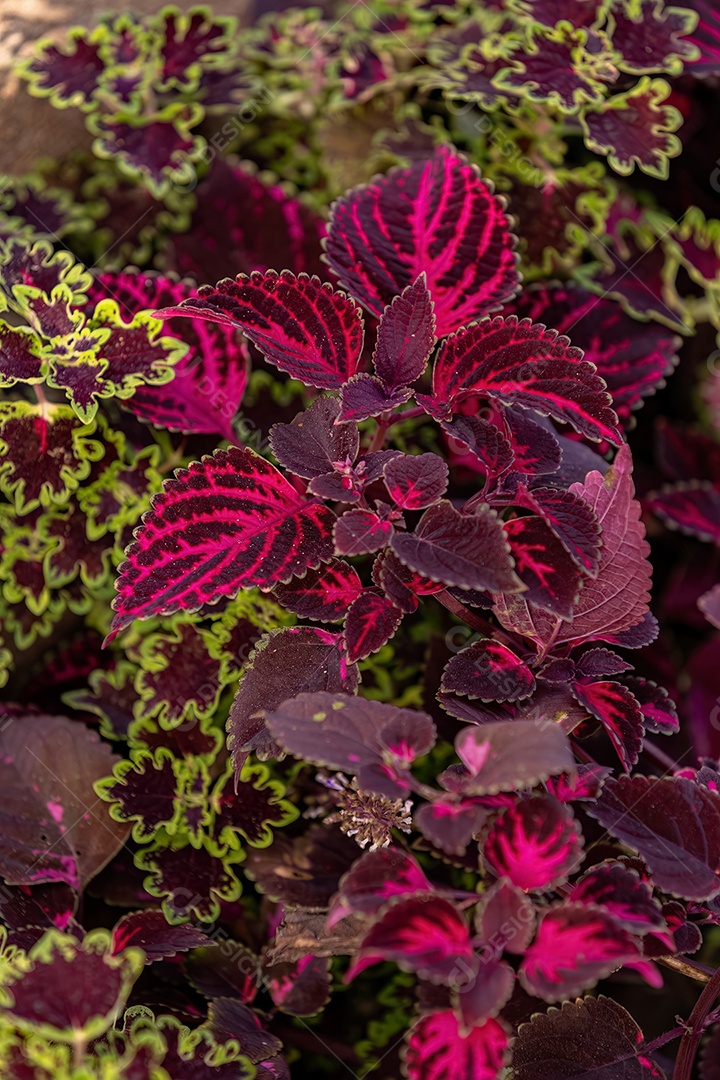 Planta com folhas roxas da espécie Coleus scutellarioides