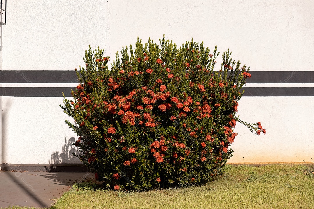 Flor da planta chama da selva vermelha do gênero Ixora