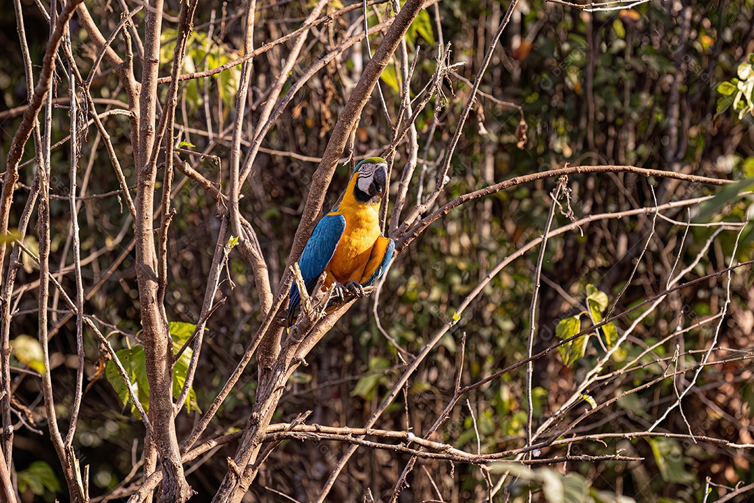 Arara-azul-e-amarela adulta da espécie Ara ararauna