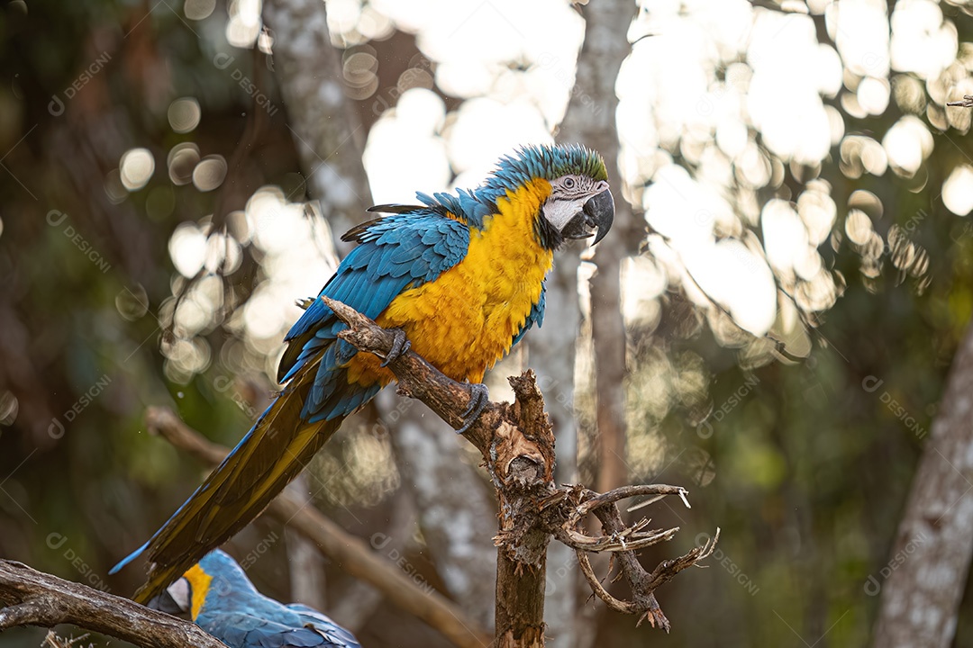Arara-azul-e-amarela adulta da espécie Ara ararauna