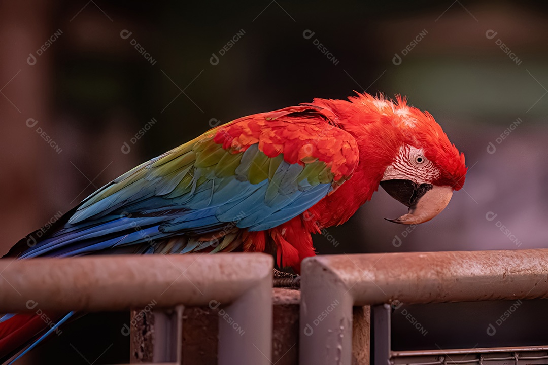 Arara vermelha e verde adulta da espécie Ara chloropterus