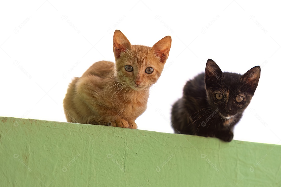 Gato abandonado mamífero felino animal