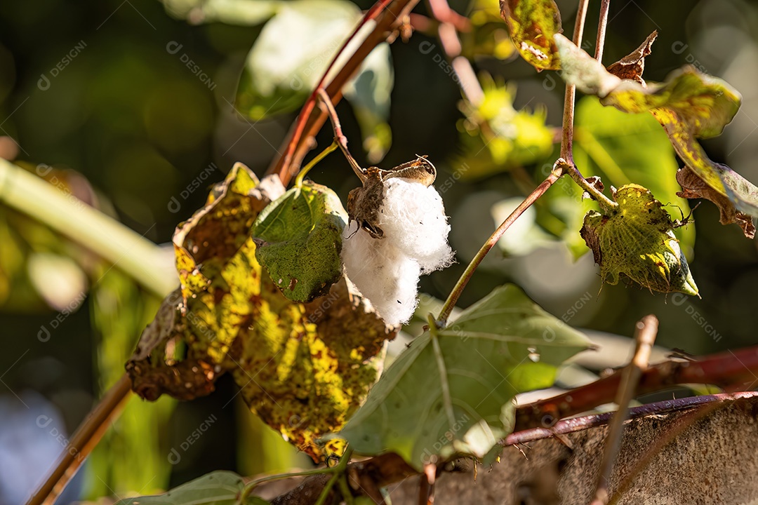 Planta de algodão do gênero Gossypium