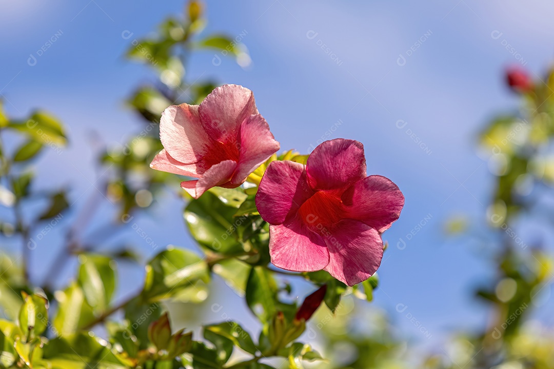 Allamanda Planta com flores do gênero Allamanda