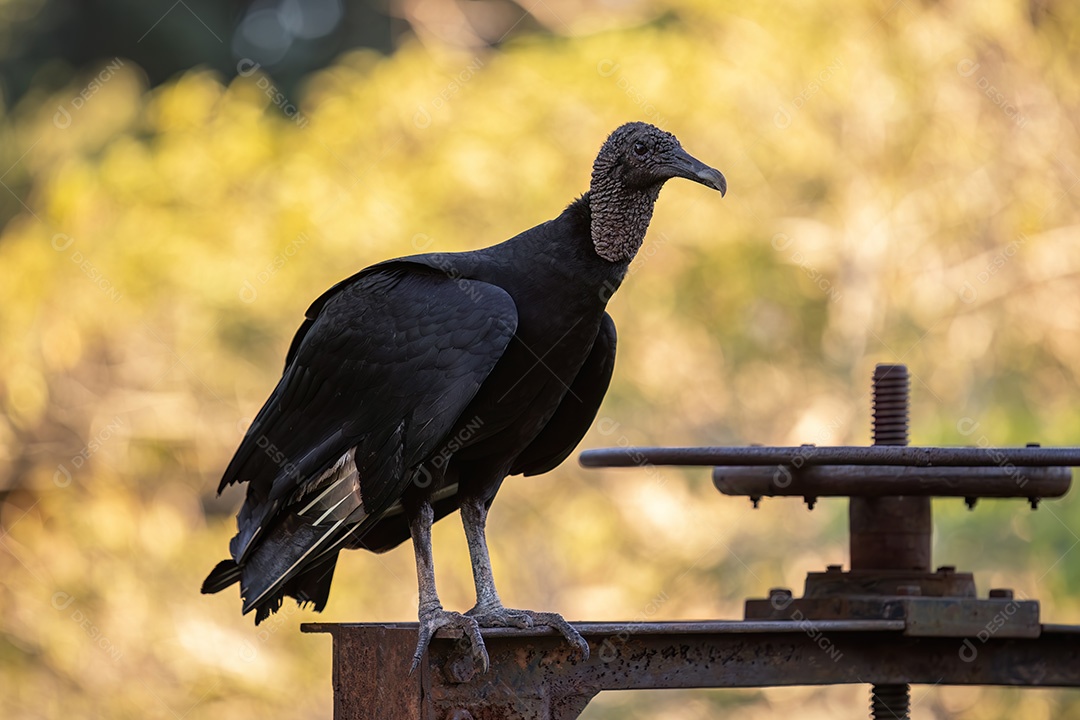 Animal Abutre-preto da espécie Coragyps atratus