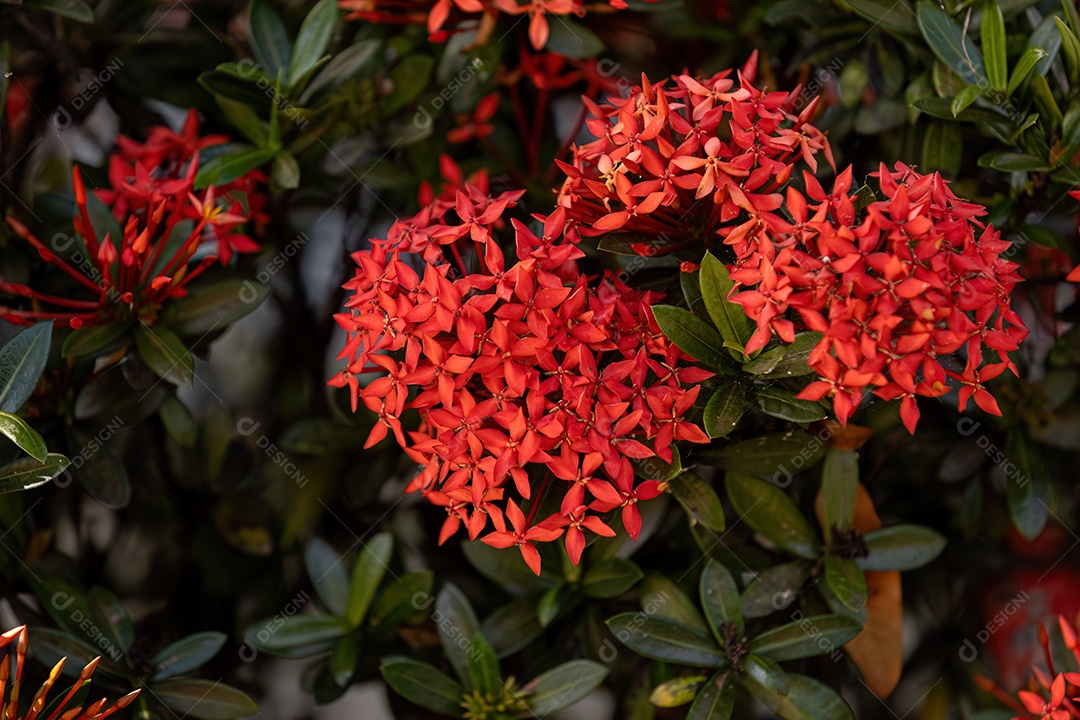 Flor da planta chama da selva vermelha do gênero Ixora