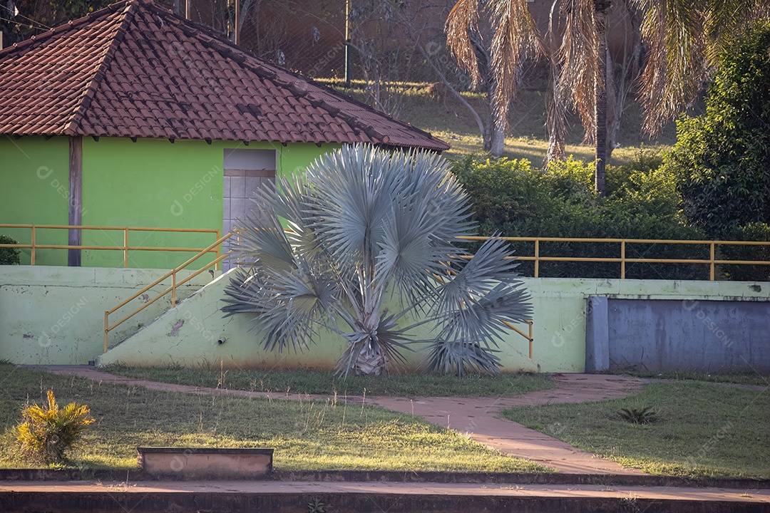 Palmeira Bismarck da espécie Bismarckia nobilis