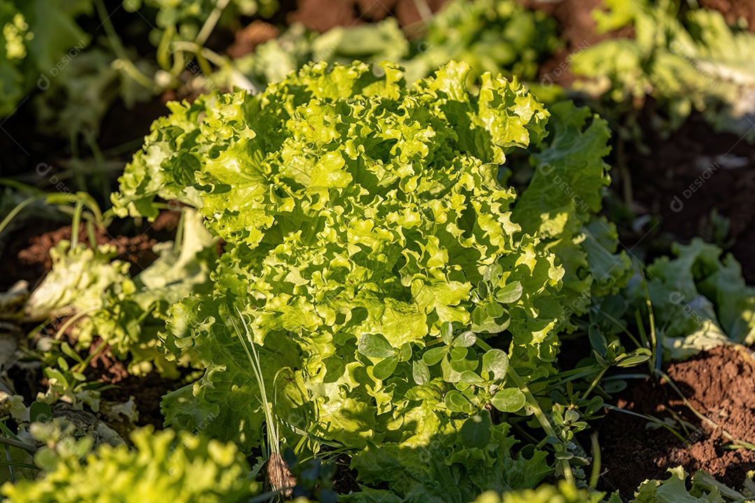 Planta alface vegetal da espécie Lactuca sativat