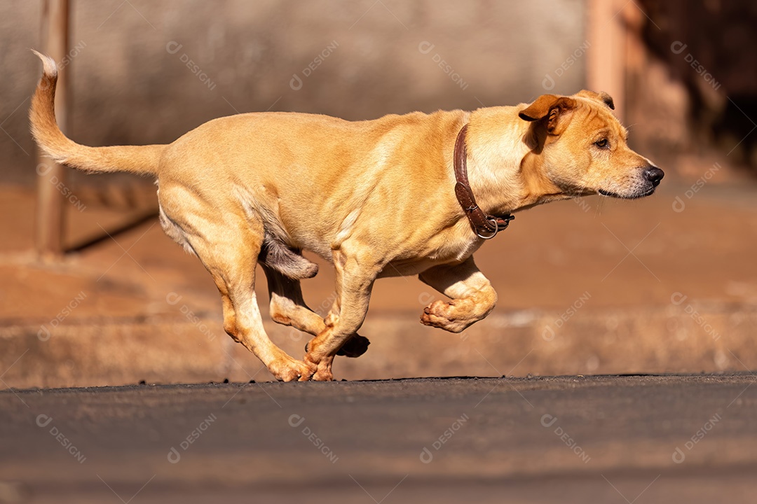 Cachorro animal mamífero correndo na rua