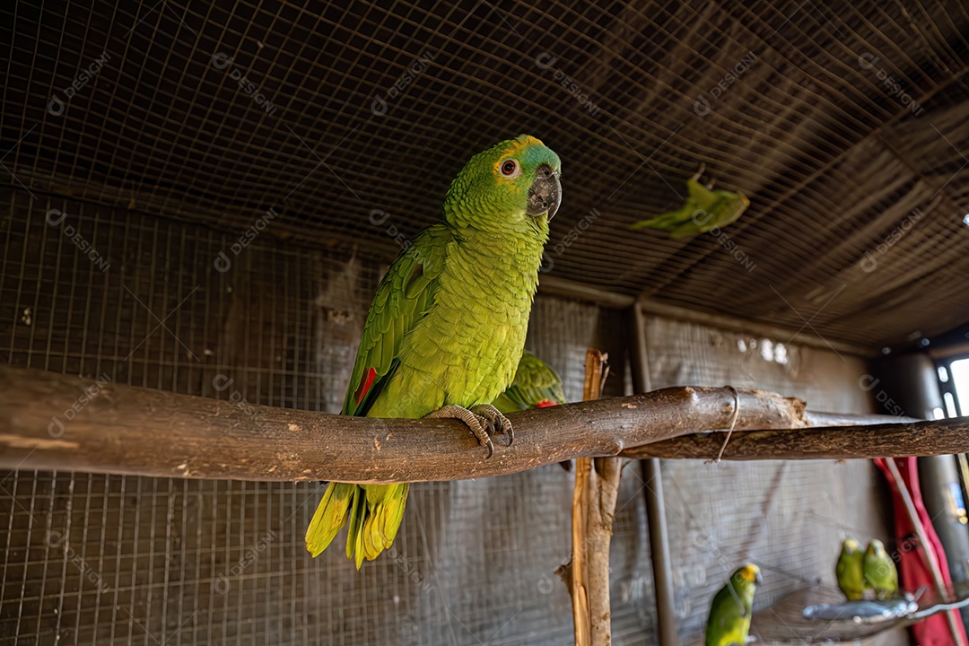 Papagaio adulto da espécie Amazona aestiva resgatado em recuperação para reintrodução gratuita