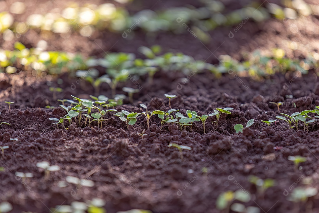 Pequena planta vegetal em uma horta