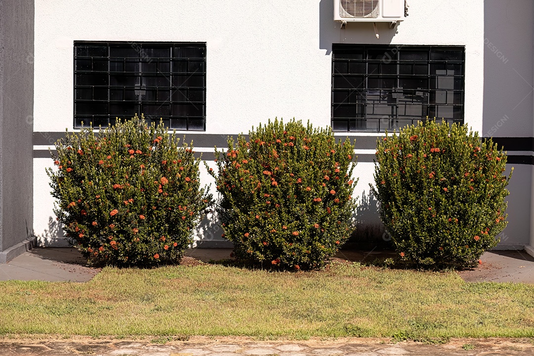 Flor da planta chama da selva vermelha do gênero Ixora