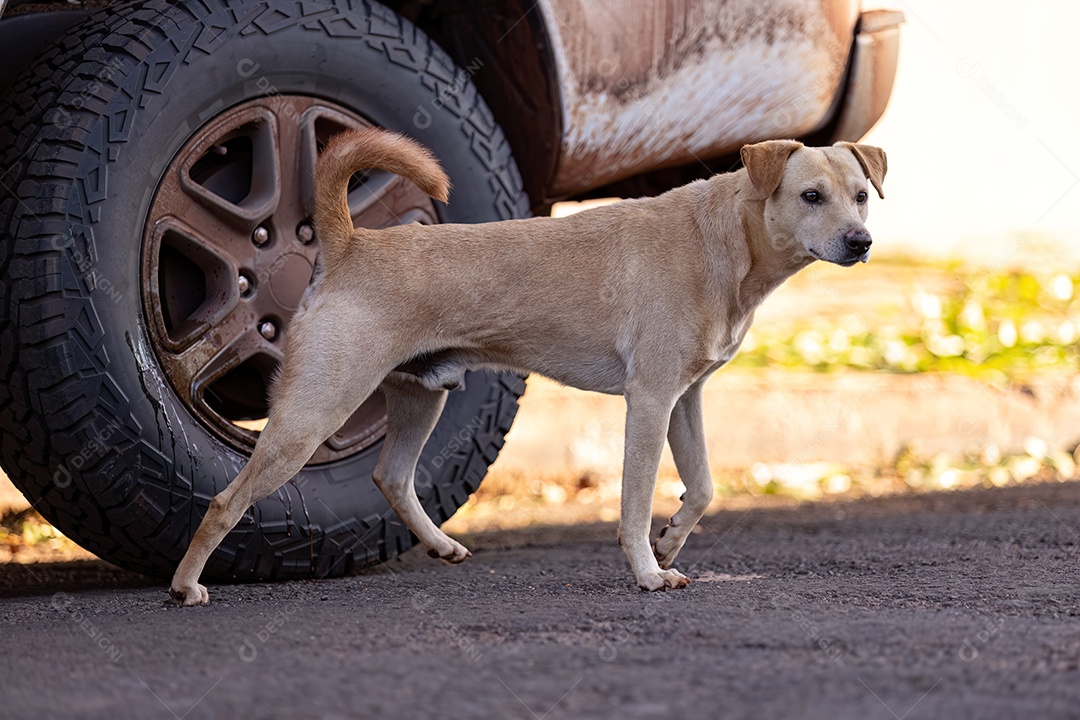 Cachorro mamífero animal na rua