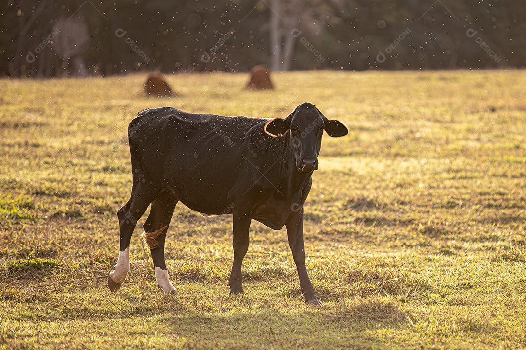 Animais de fazenda de vacas com muitos insetos voando por aí