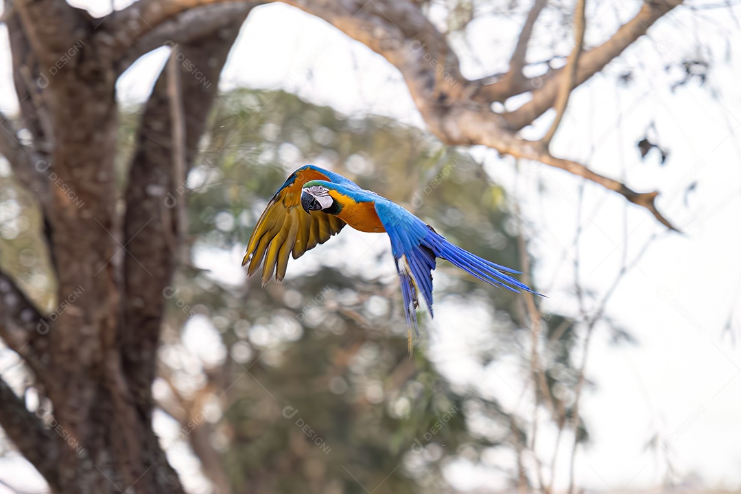 Arara-azul-e-amarela adulta da espécie Ara ararauna