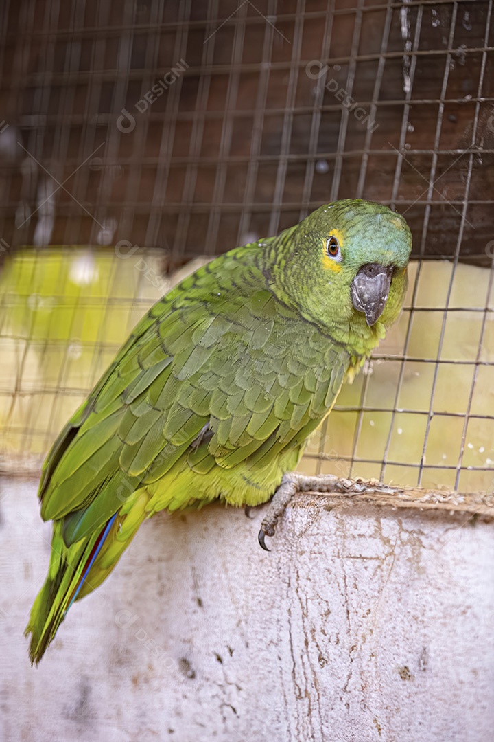 Papagaio adulto da espécie Amazona aestiva resgatado em recuperação para reintrodução gratuita