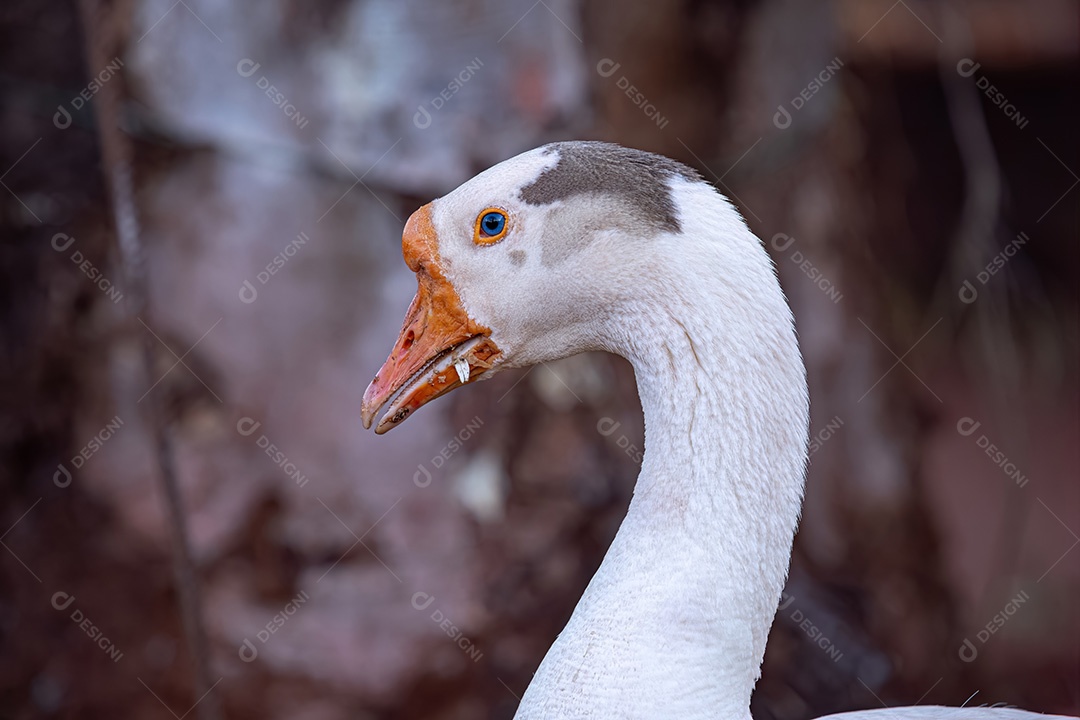 Fazenda de animais Ganso-cinzento da espécie Anser anser