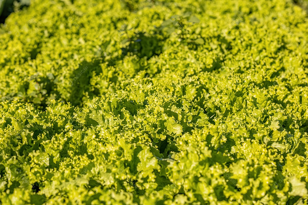 Planta alface vegetal da espécie Lactuca sativat